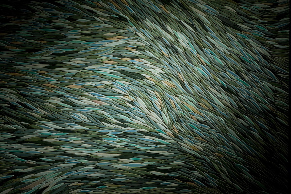 Pell d'herba (detall)